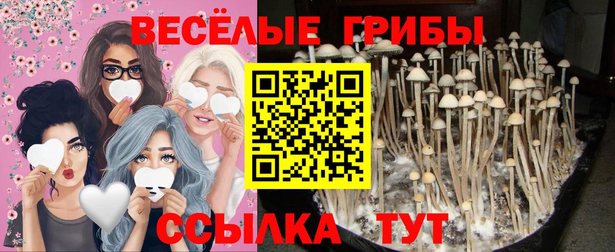 Псилоцибиновые грибы Psilocybe  Вход с VPN  Россошь  Псилоцибиновые грибы прущие грибы 